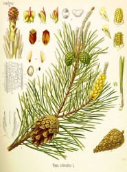 Hortiweb Pin de pădure (Pinus sylvestris)