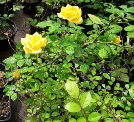 trandafir-banksiae-mic.jpg